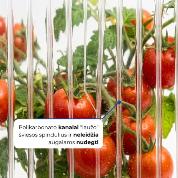 polikarbonatas siltnamiams